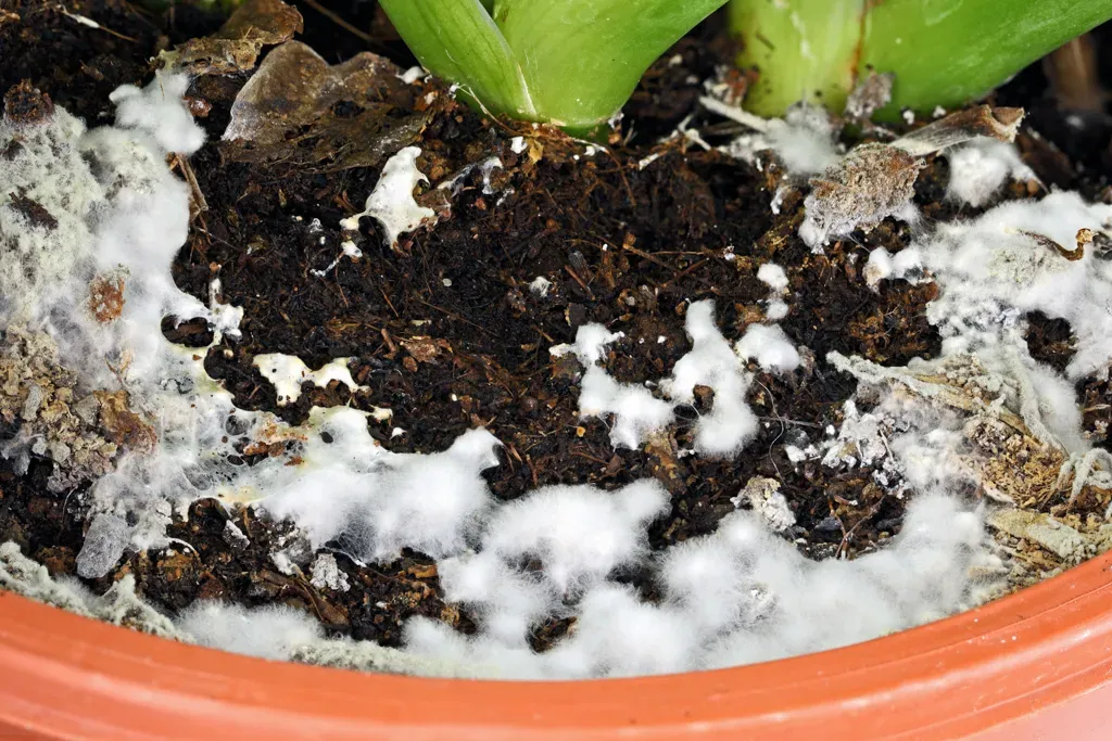 【必見】多肉植物 白いカビに悩むあなたへ！原因・見分け方・驚くほど簡単な解決策を徹底解説